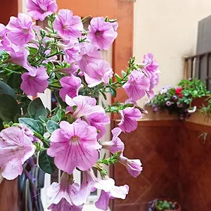 La Reina Apartamento